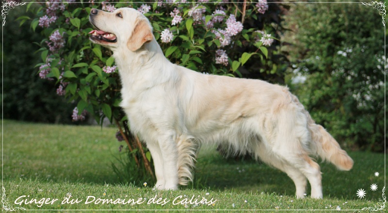 Ginger du domaine des calins