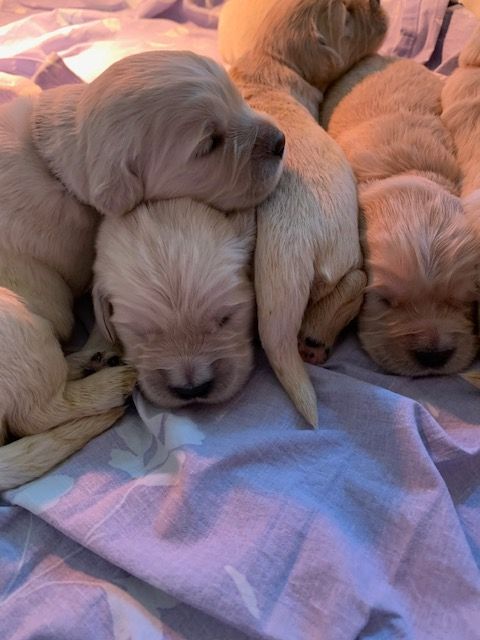 Du Domaine Des Deux Vallees - 22/10 Ils sont beaux !!!