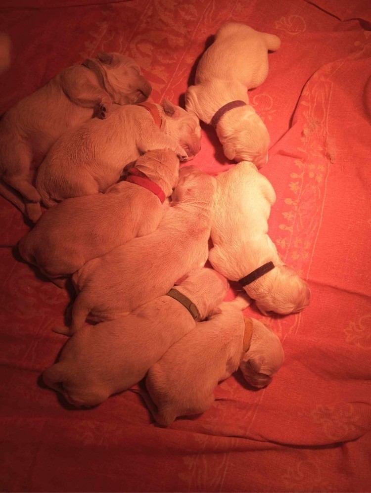 Du Domaine Des Deux Vallees - Golden Retriever - Portée née le 11/10/2023